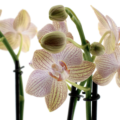 Phalaenopsis Arianna Ø12
