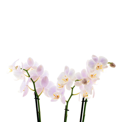 Phalaenopsis Rosion Ø12