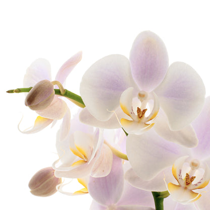 Phalaenopsis Rosion Ø12
