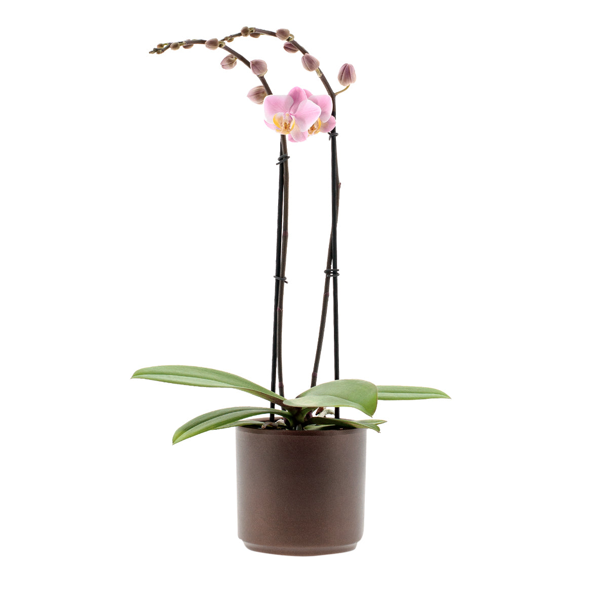 Phalaenopsis Salinas Ø12