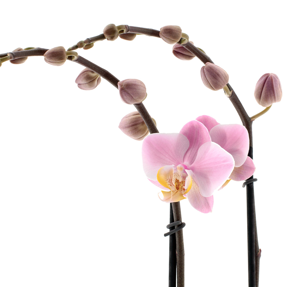Phalaenopsis Salinas Ø12