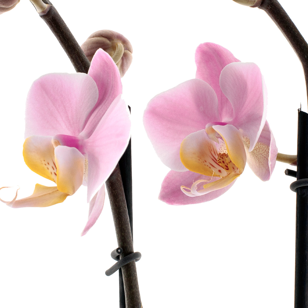 Phalaenopsis Salinas Ø12