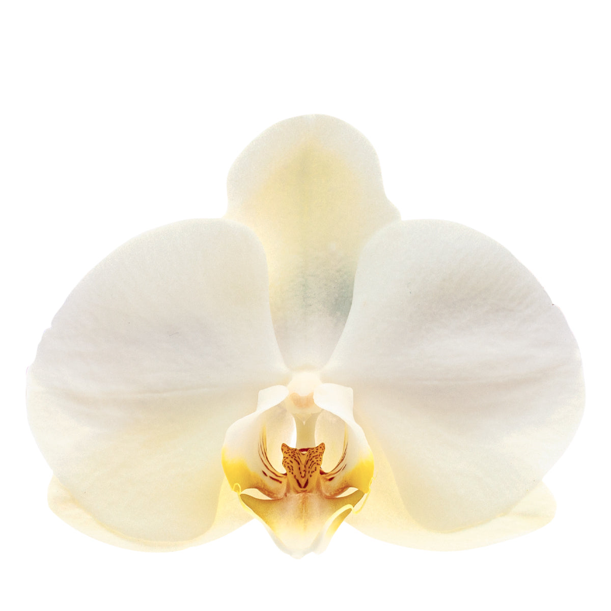 Phalaenopsis Cristiana Ø12