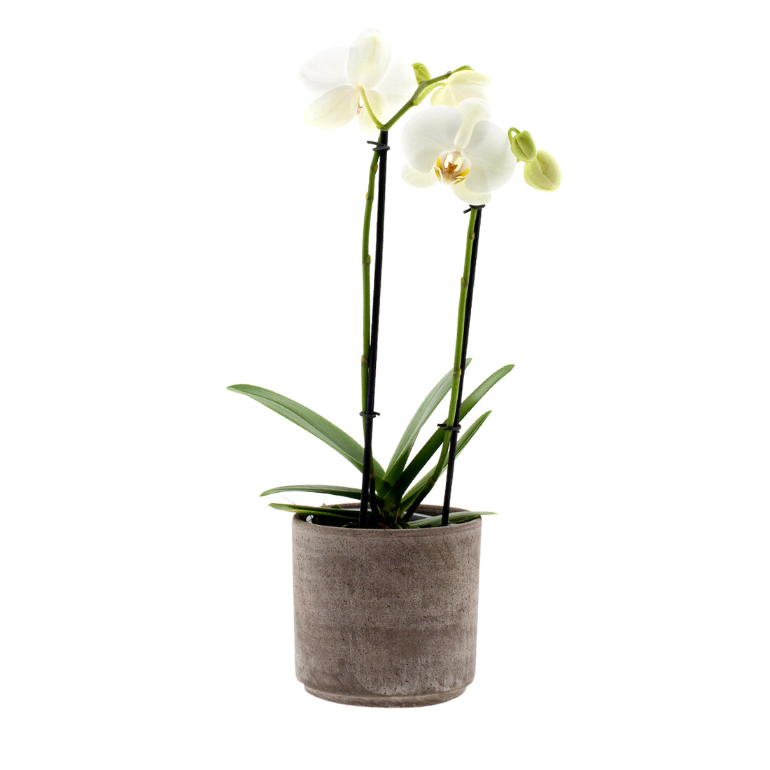 Phalaenopsis Cristiana Ø12
