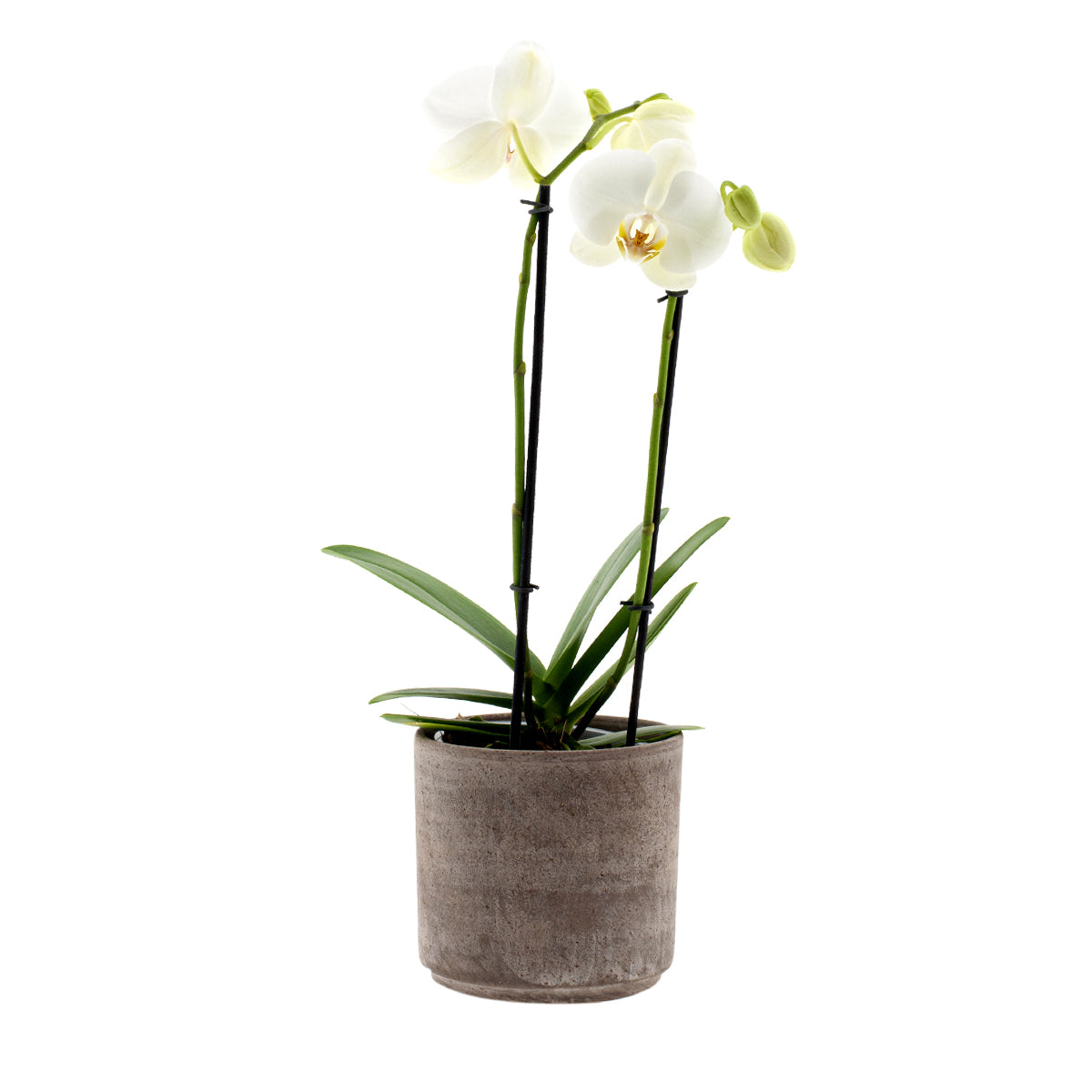 Phalaenopsis Cristiana Ø12