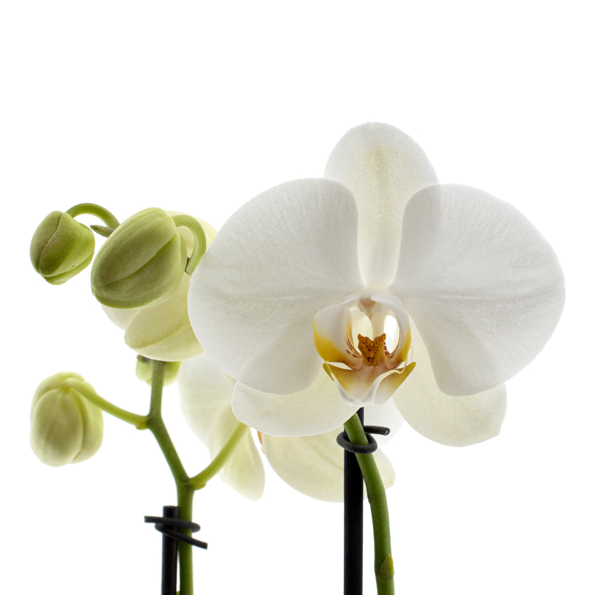 Phalaenopsis Cristiana Ø12