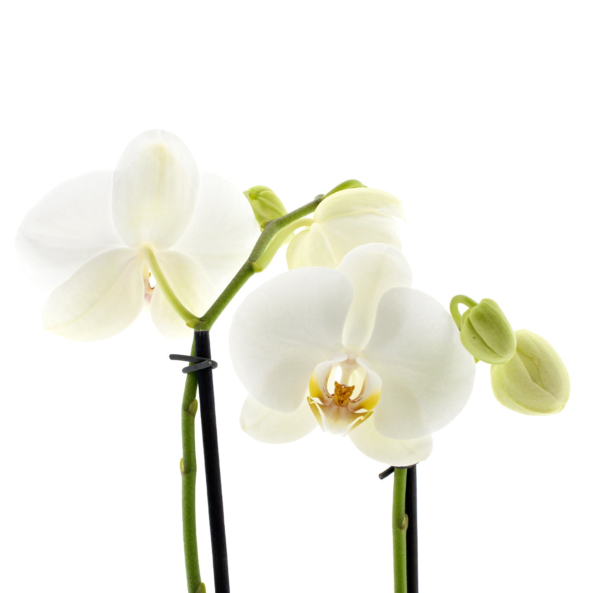 Phalaenopsis Cristiana Ø12