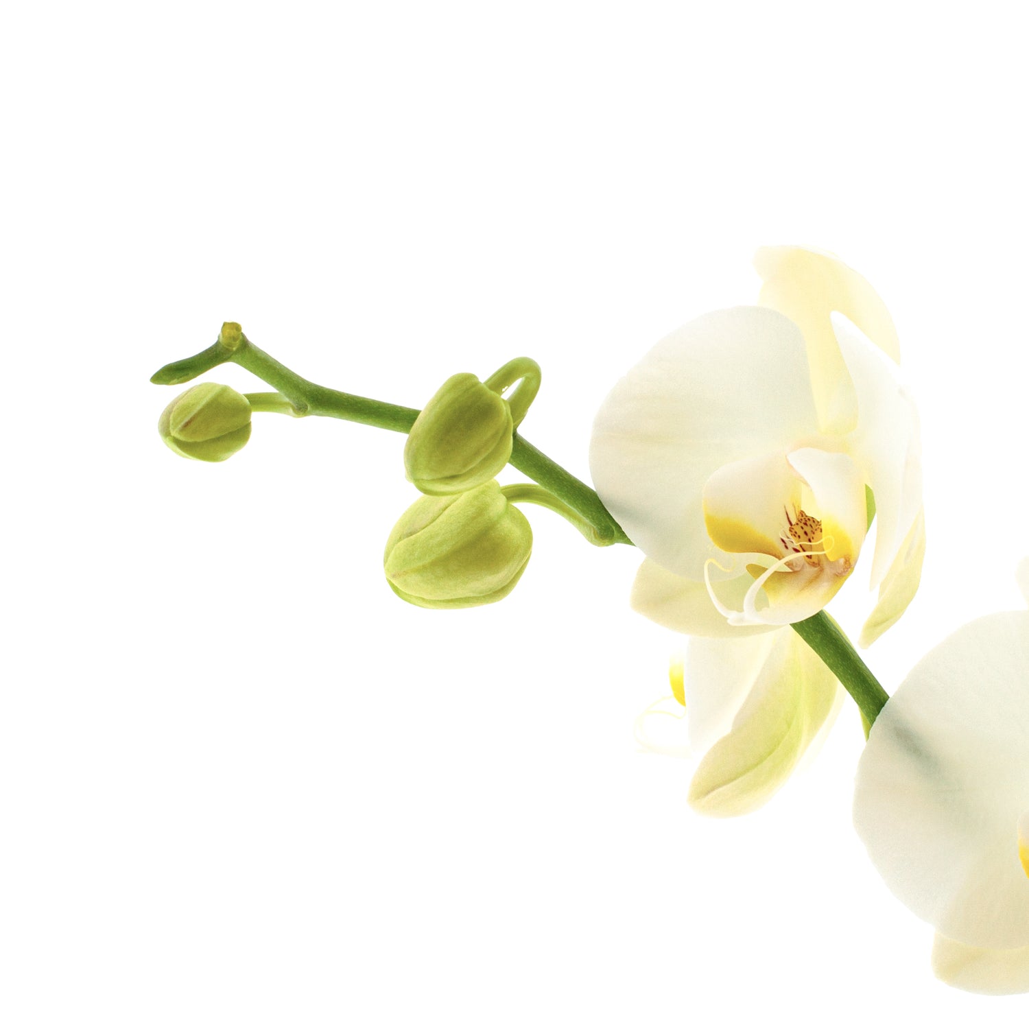 Phalaenopsis Cristiana Ø12