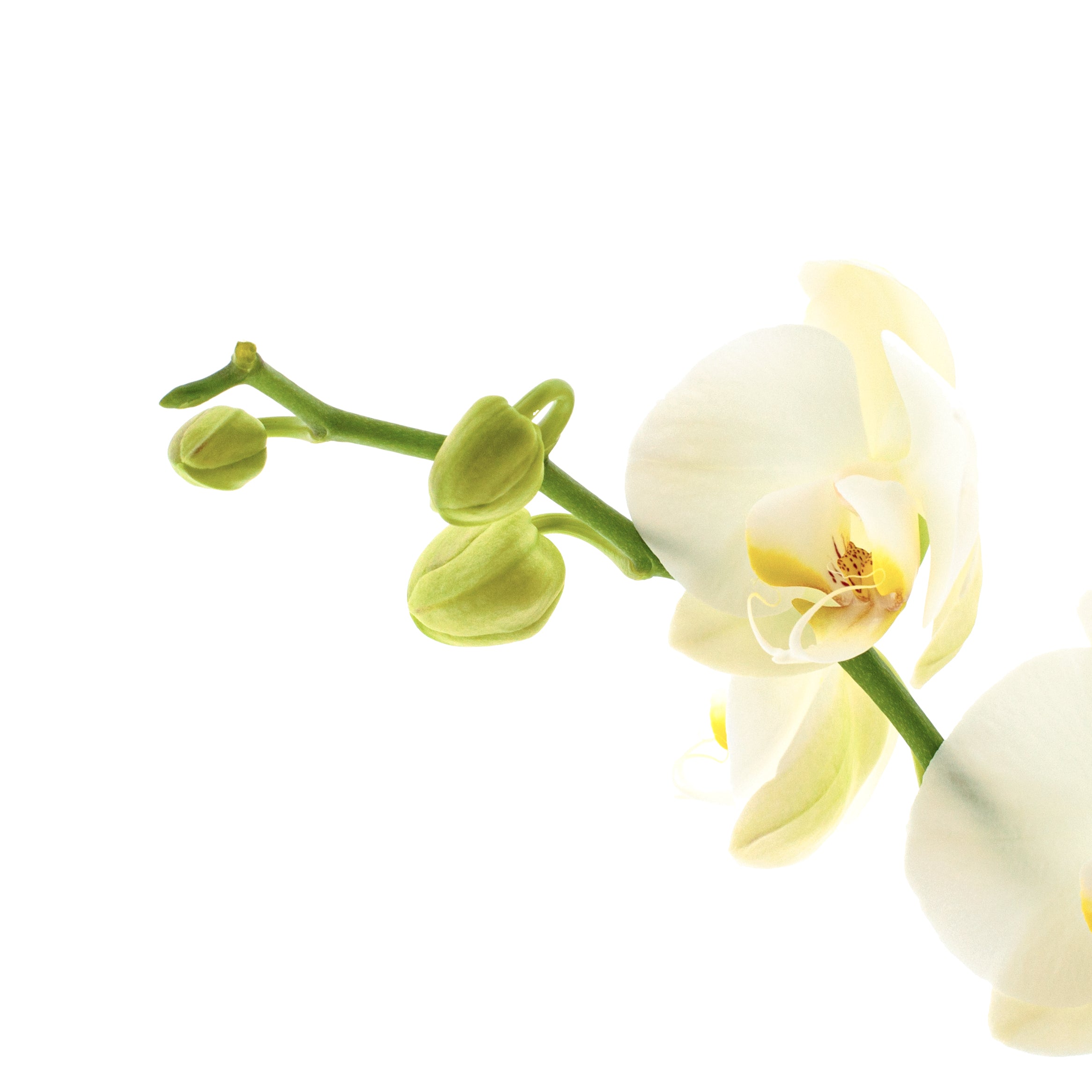 Phalaenopsis Cristiana Ø12