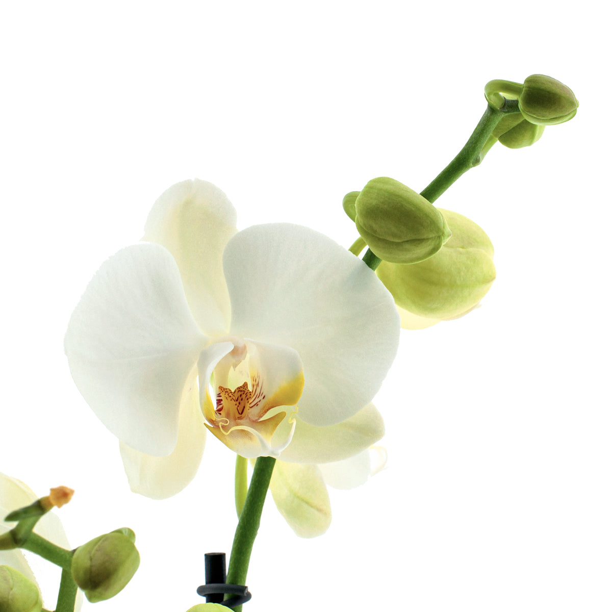 Phalaenopsis Cristiana Ø12
