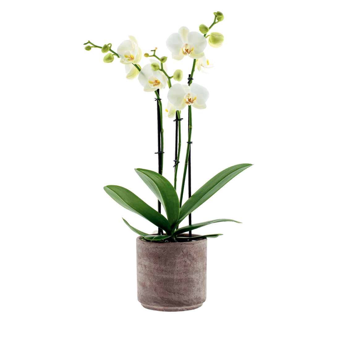 Phalaenopsis Cristiana Ø12