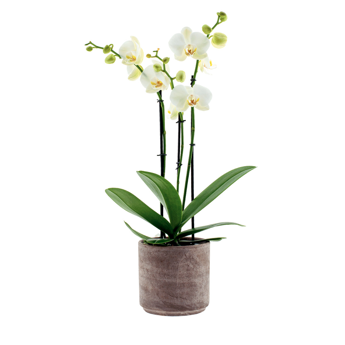 Phalaenopsis Cristiana Ø12