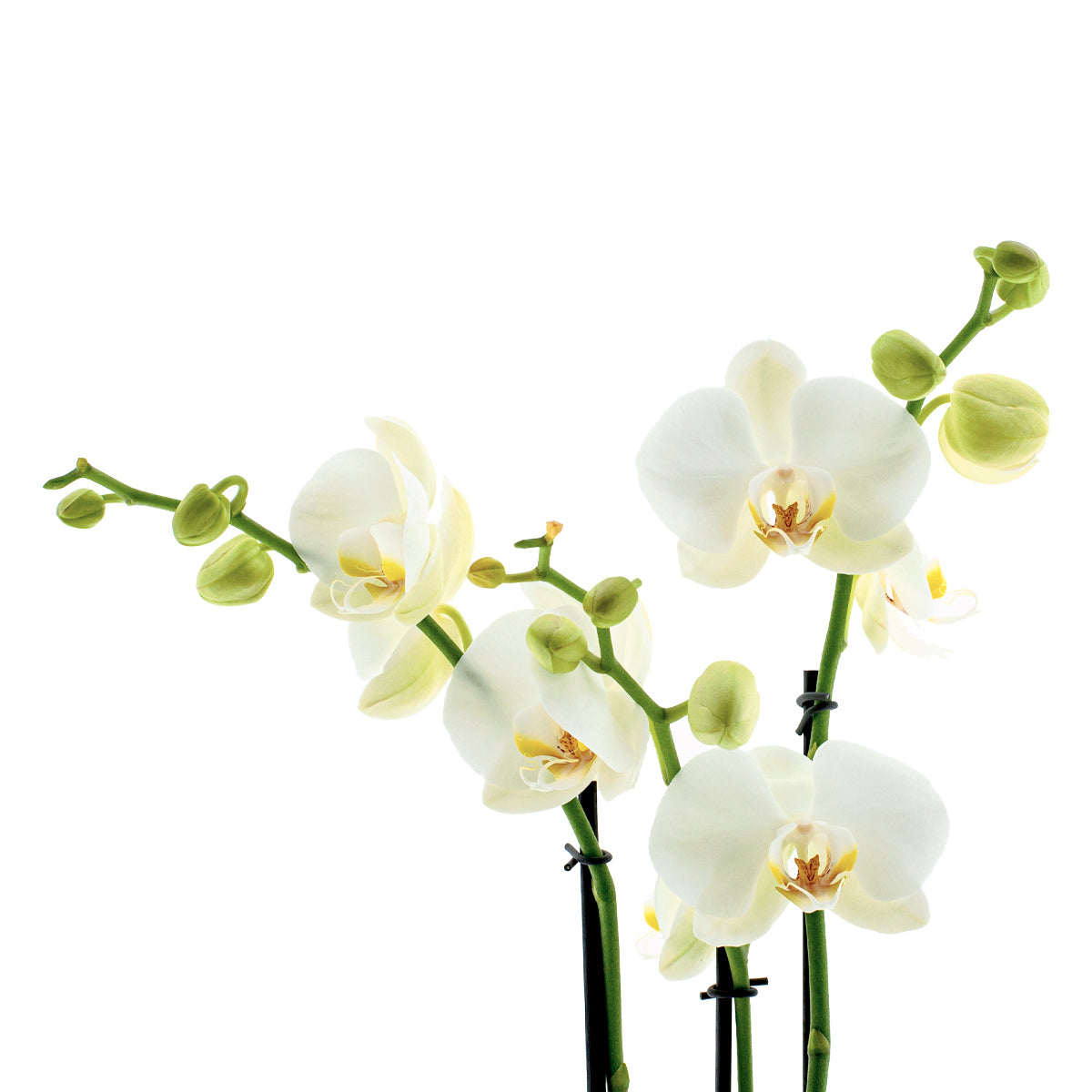 Phalaenopsis Cristiana Ø12