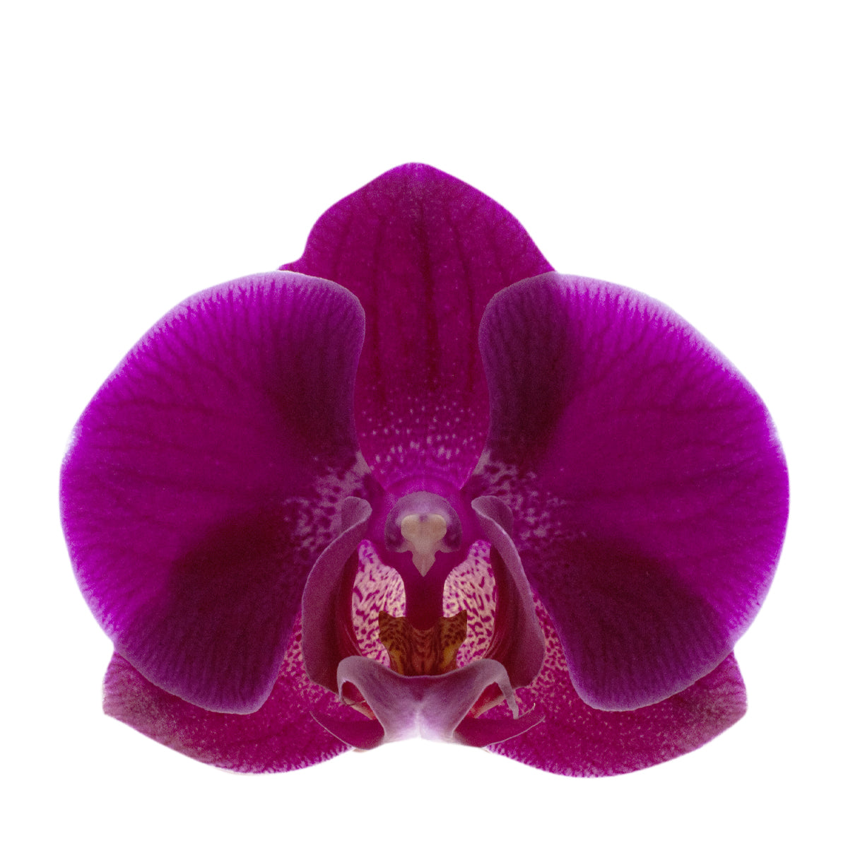 Phalaenopsis Lucilla Ø12