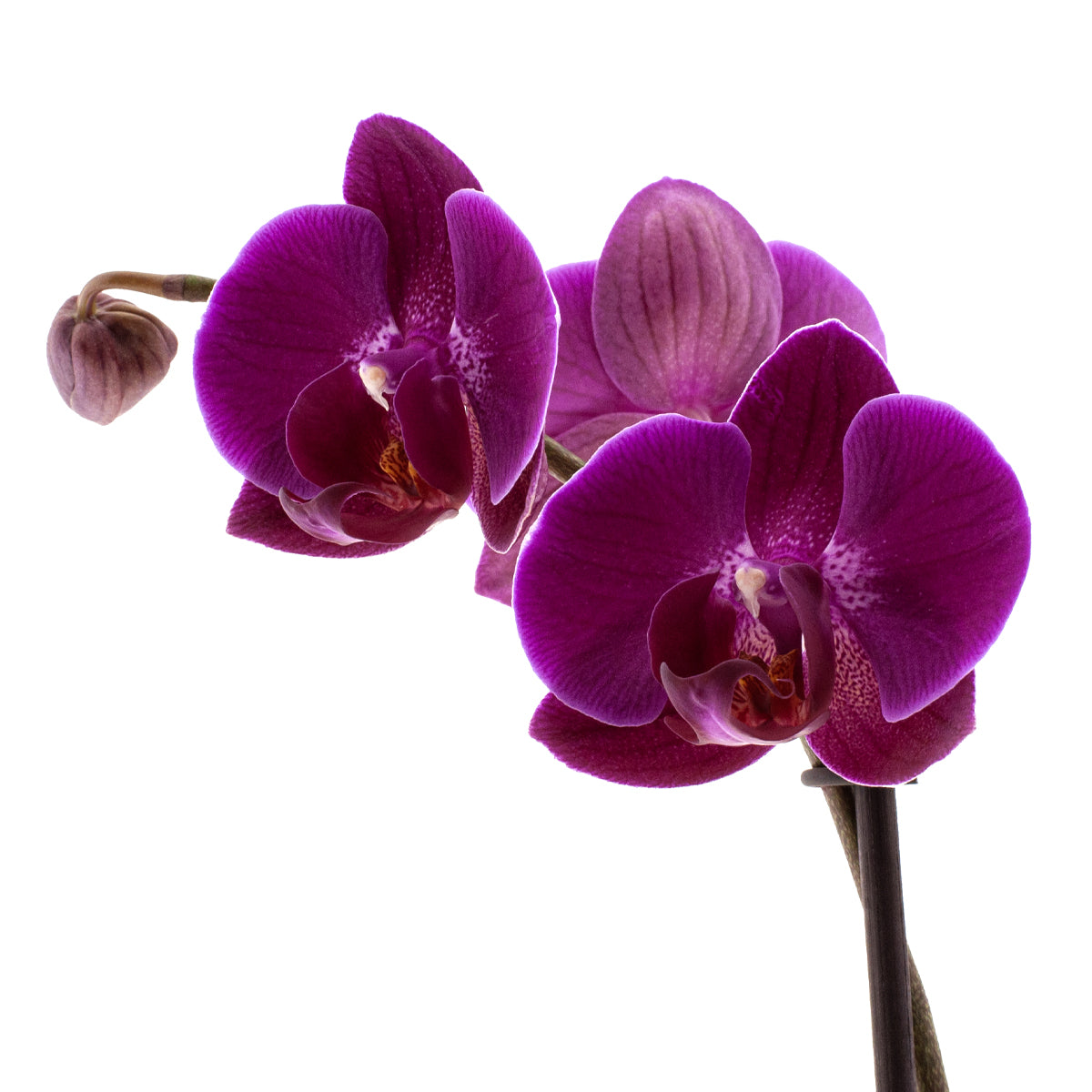 Phalaenopsis Lucilla Ø12