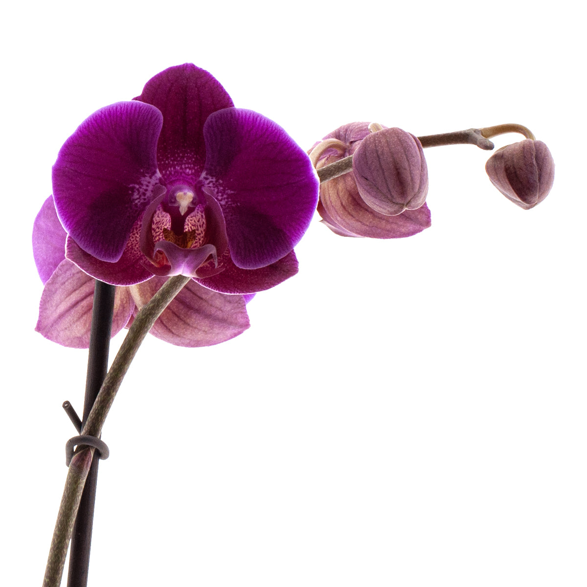 Phalaenopsis Lucilla Ø12