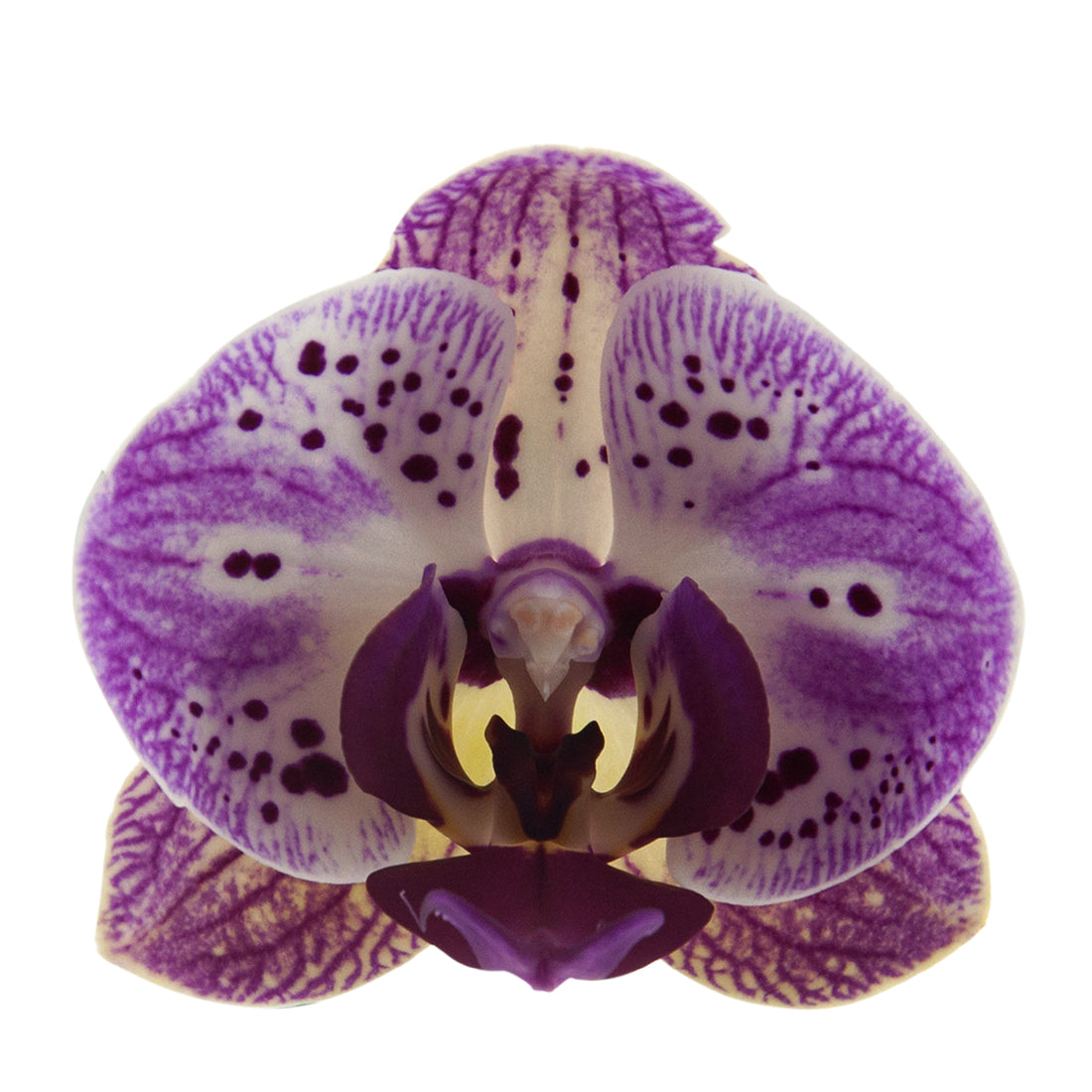 Phalaenopsis Sabina Ø12