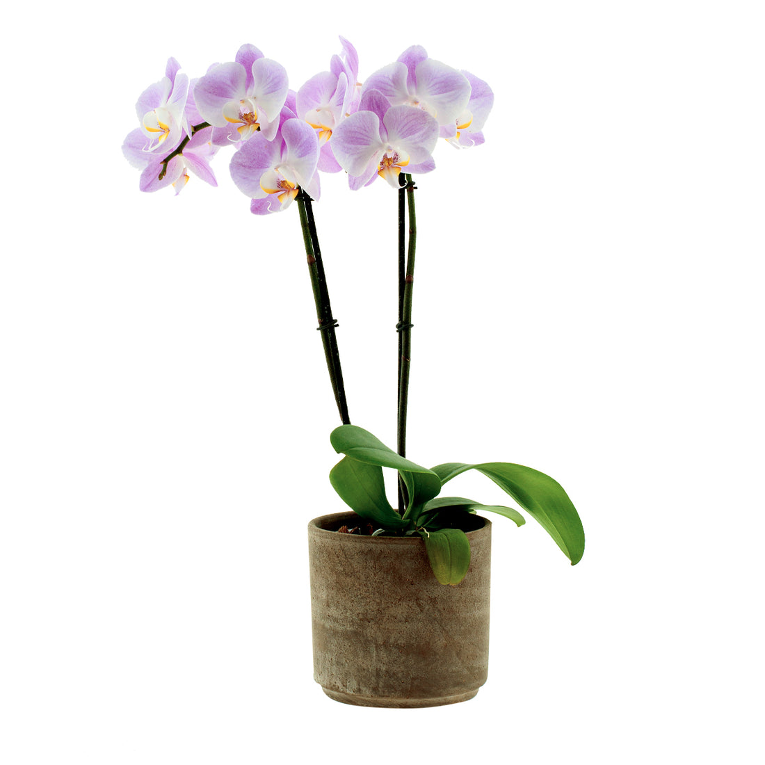 Phalaenopsis Time Agin Ø12