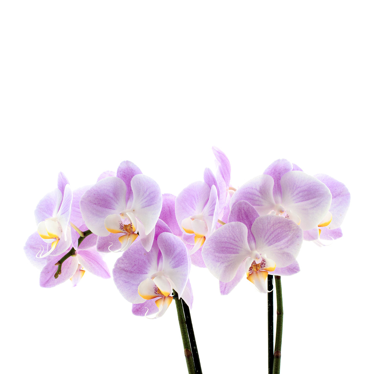 Phalaenopsis Time Agin Ø12