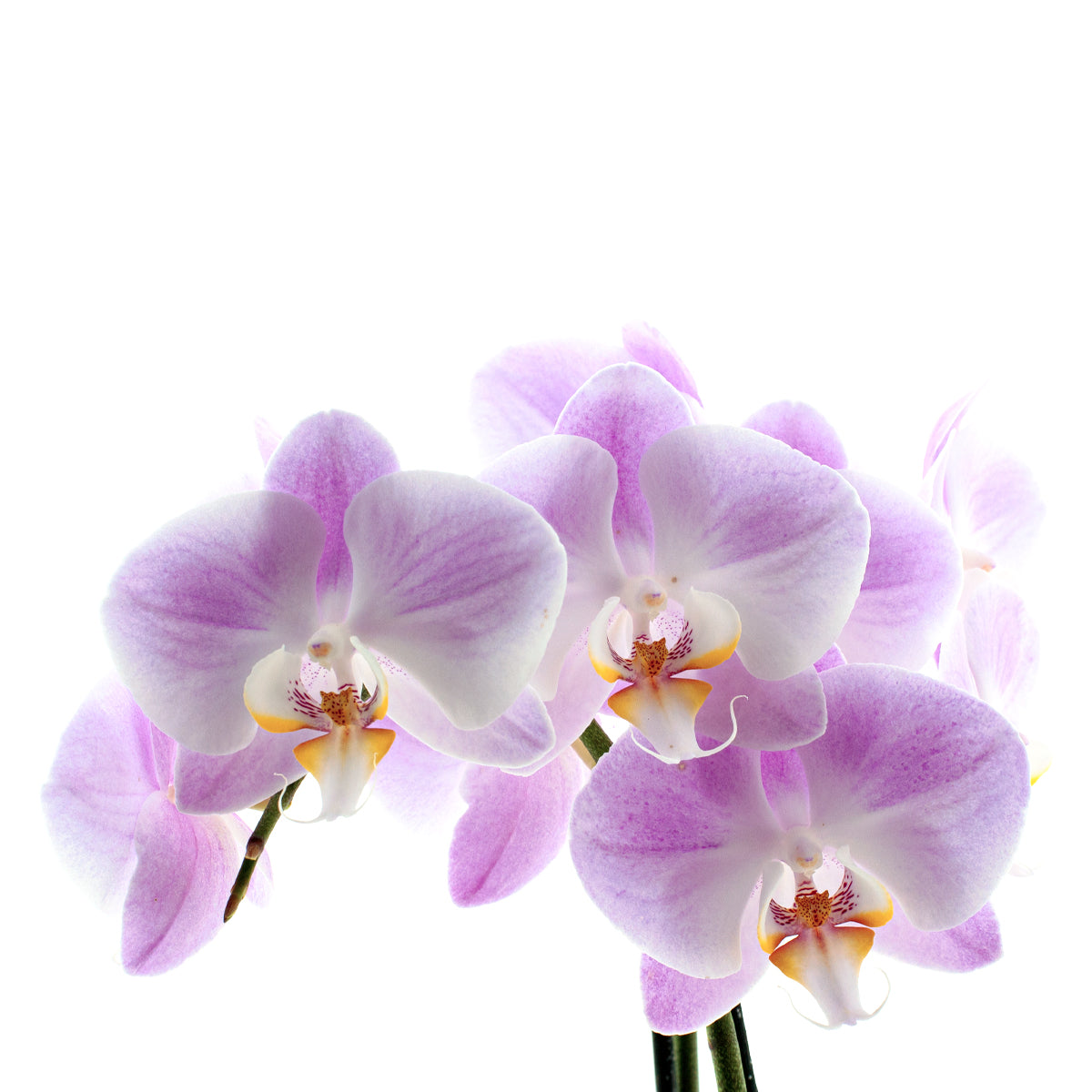 Phalaenopsis Time Agin Ø12