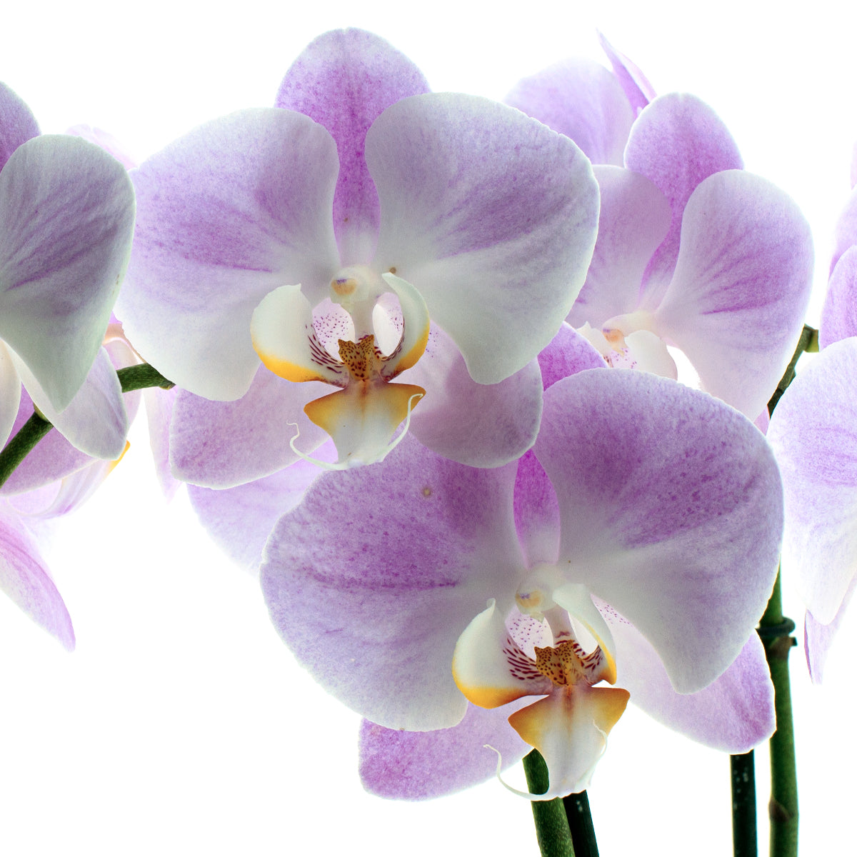 Phalaenopsis Time Agin Ø12