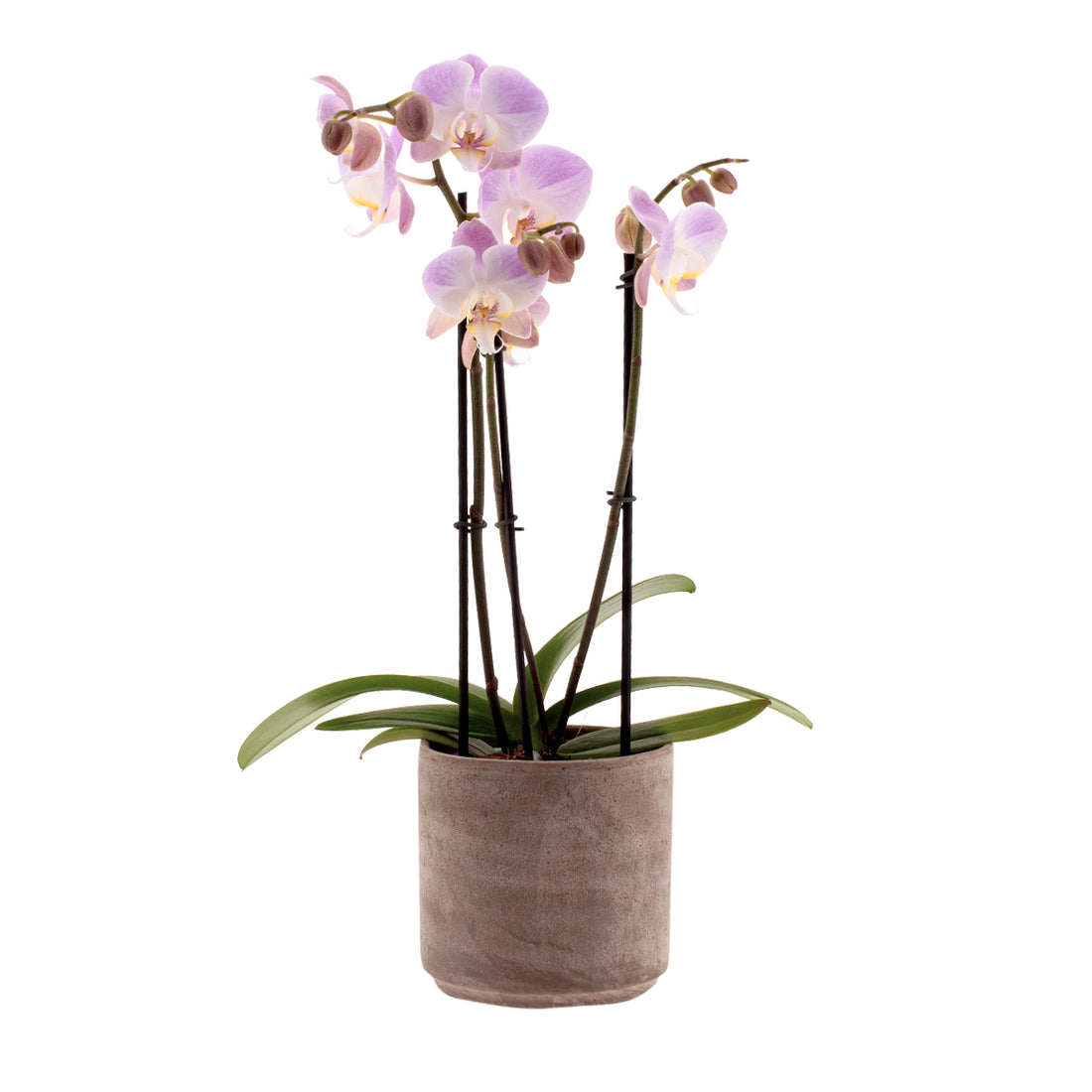 Phalaenopsis Time Agin Ø12