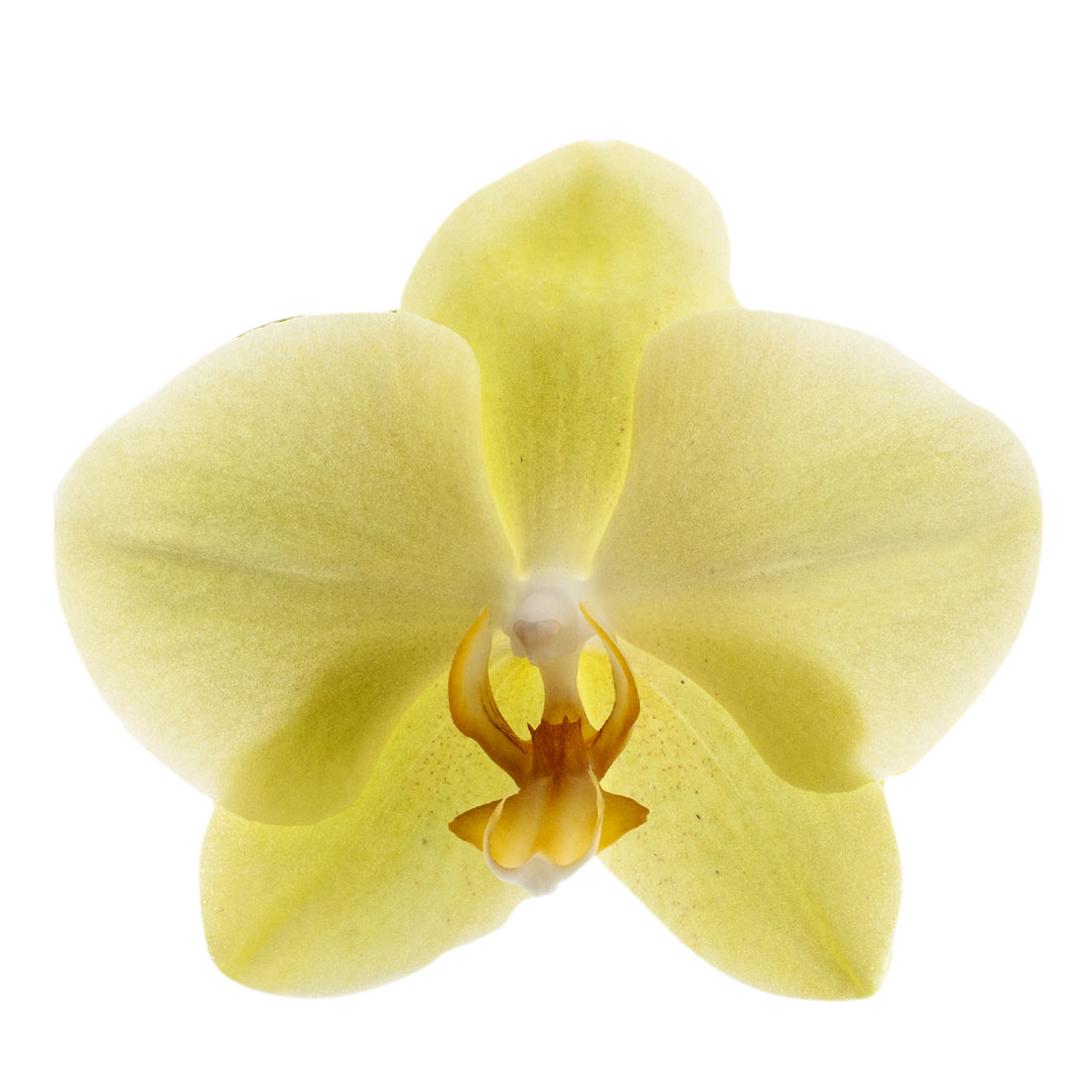 Phalaenopsis Gianna Ø12