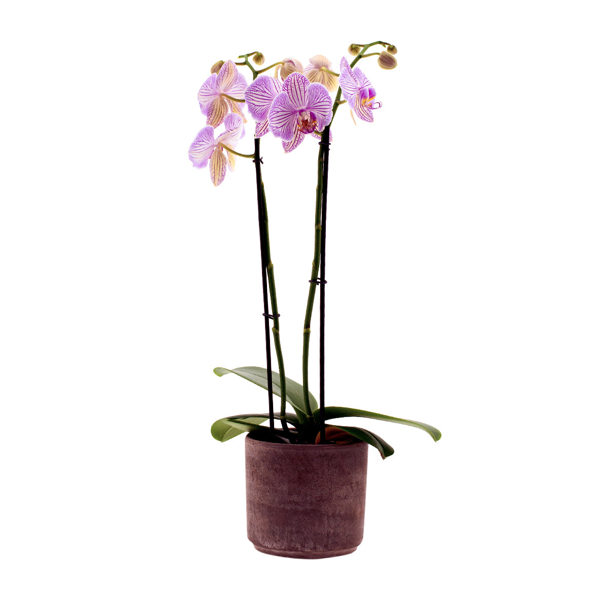 Phalaenopsis Warsaw Ø12