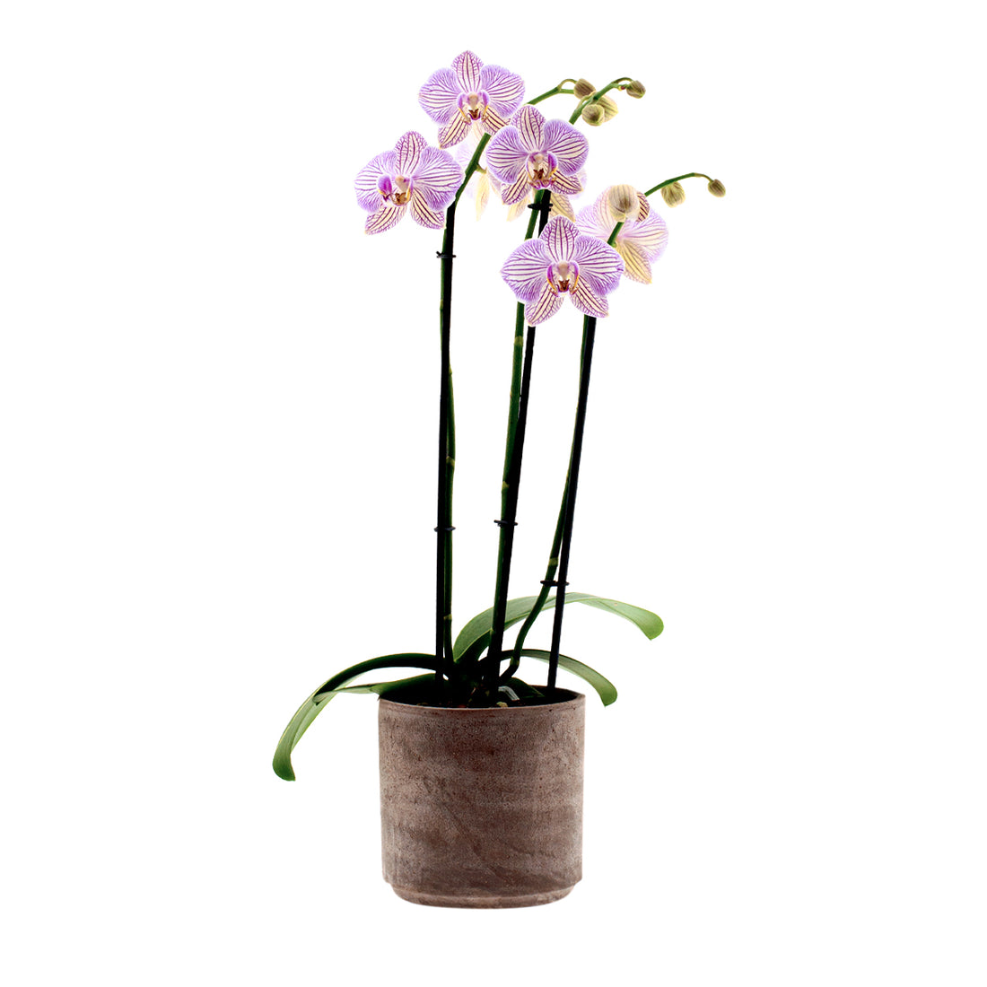 Phalaenopsis Warsaw Ø12
