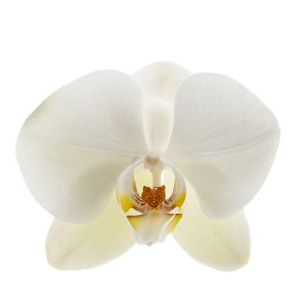 Phalaenopsis Clio Ø12