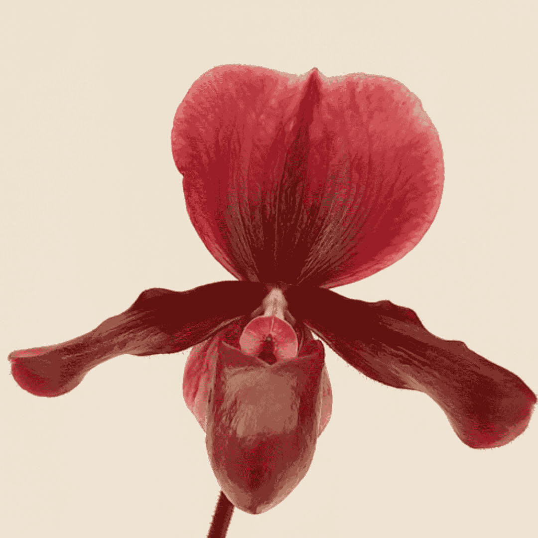 Paphiopedilum Vinicolor