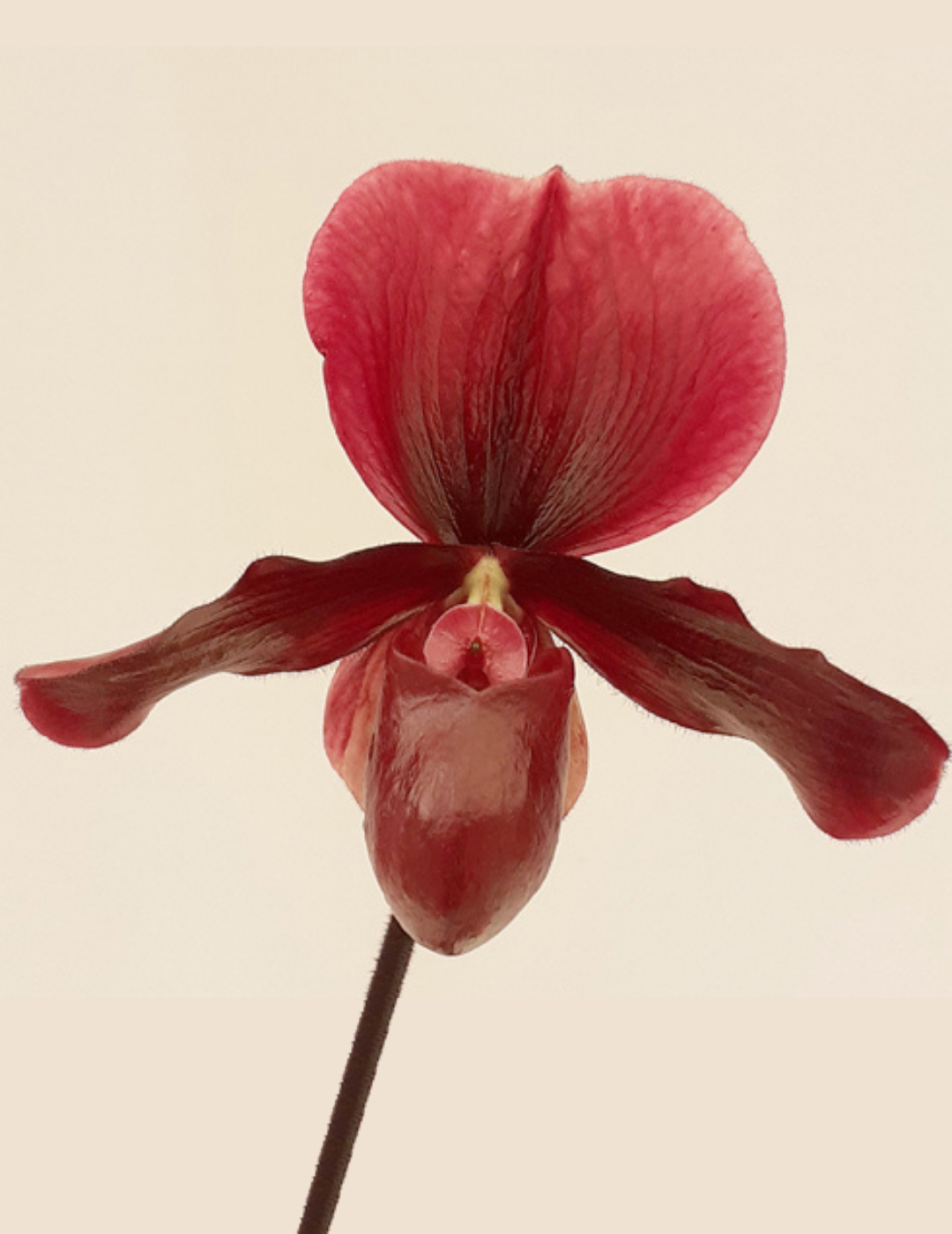 Paphiopedilum Vinicolor