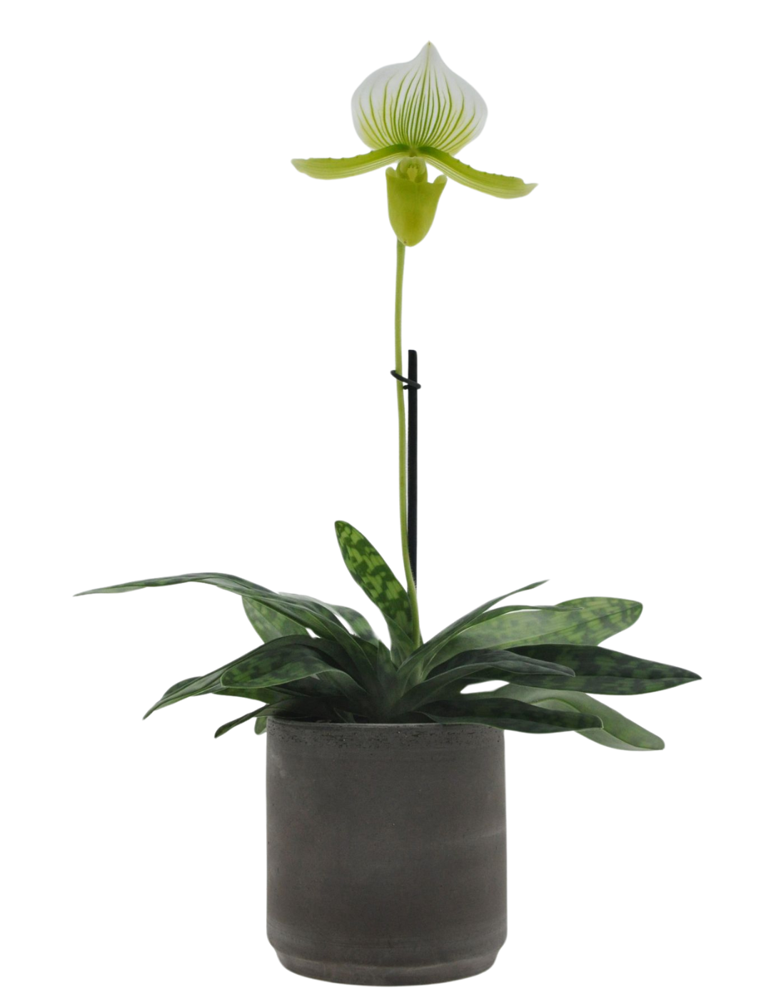 Paphiopedilum Maudiae