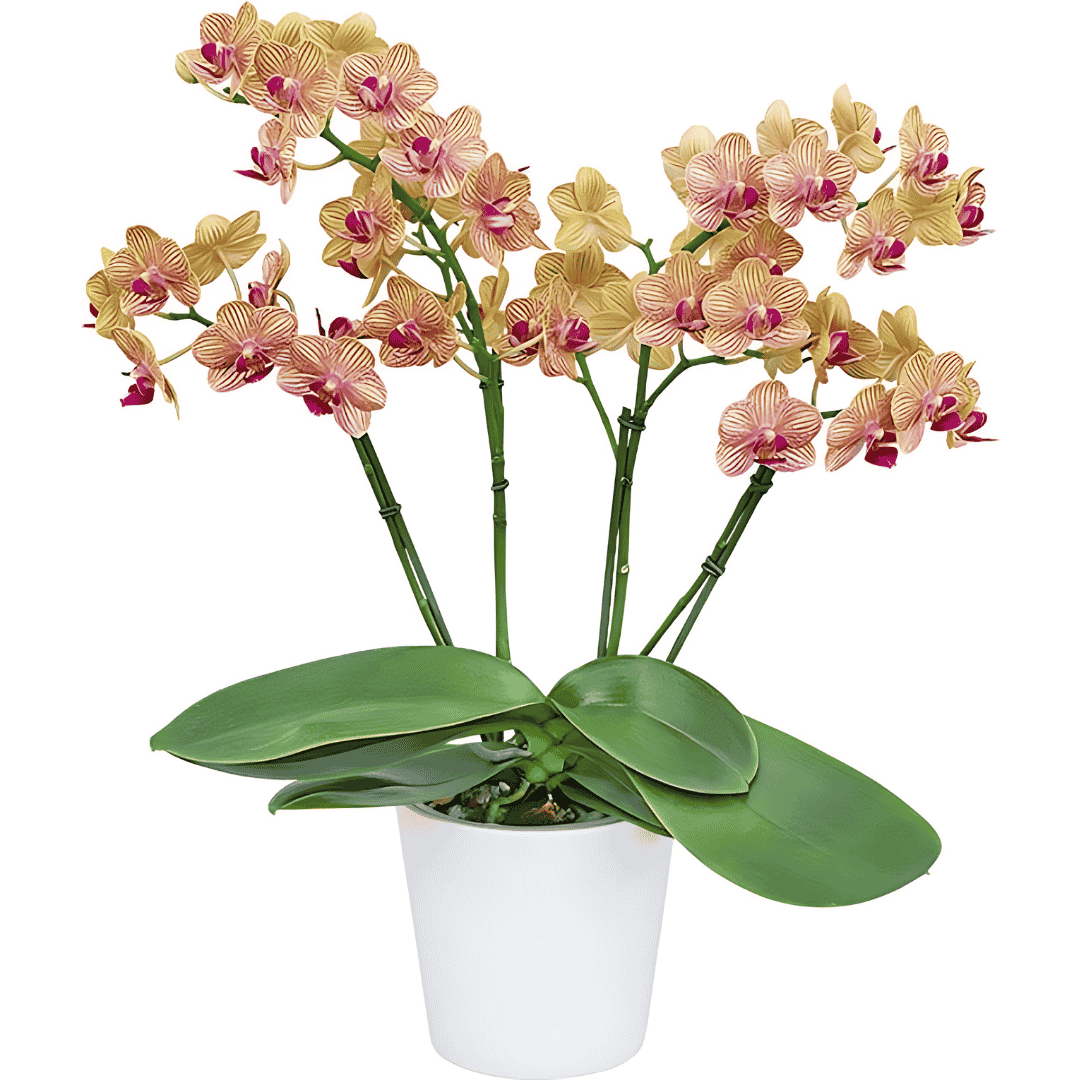 Phalaenopsis Penny Love Ø9