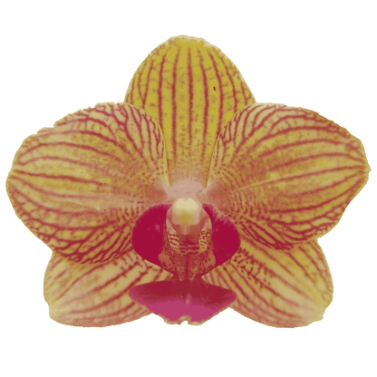 Phalaenopsis Penny Love Ø9