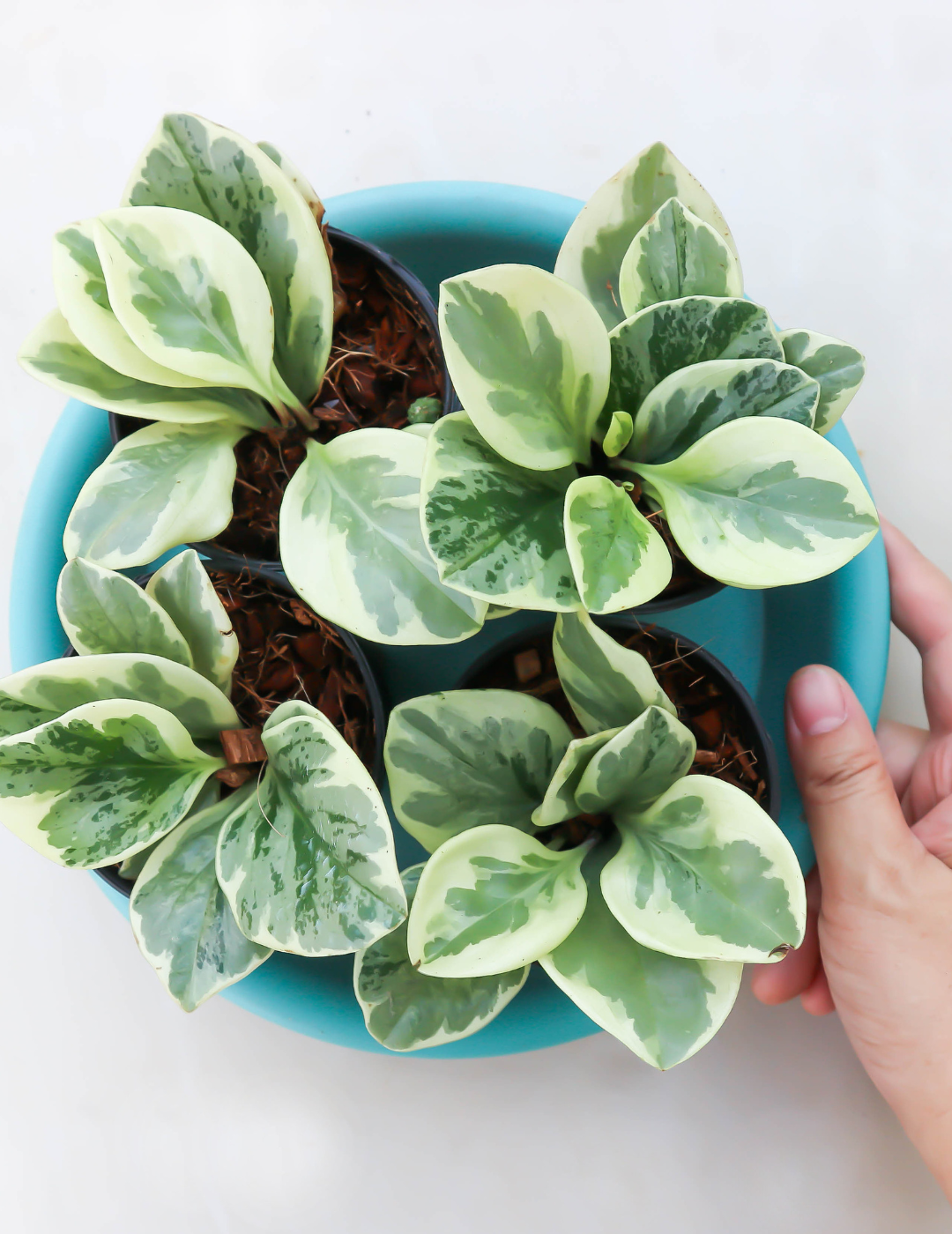 Peperomia Obtusifolia Variegata Ø9