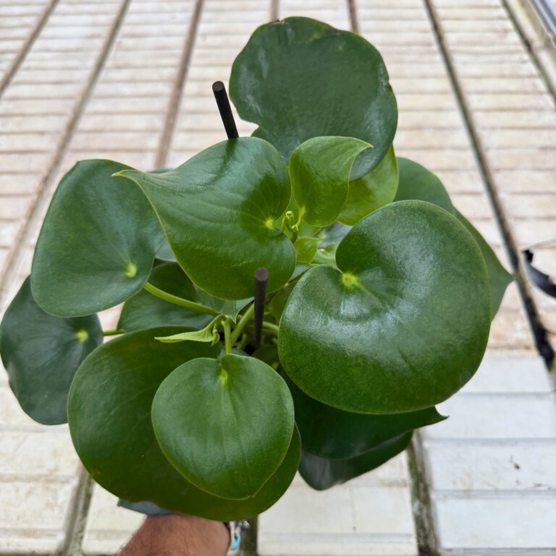 Peperomia polybothrya RAINDROP
