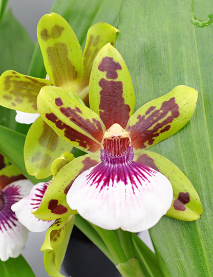 Zygopetalum Ariane