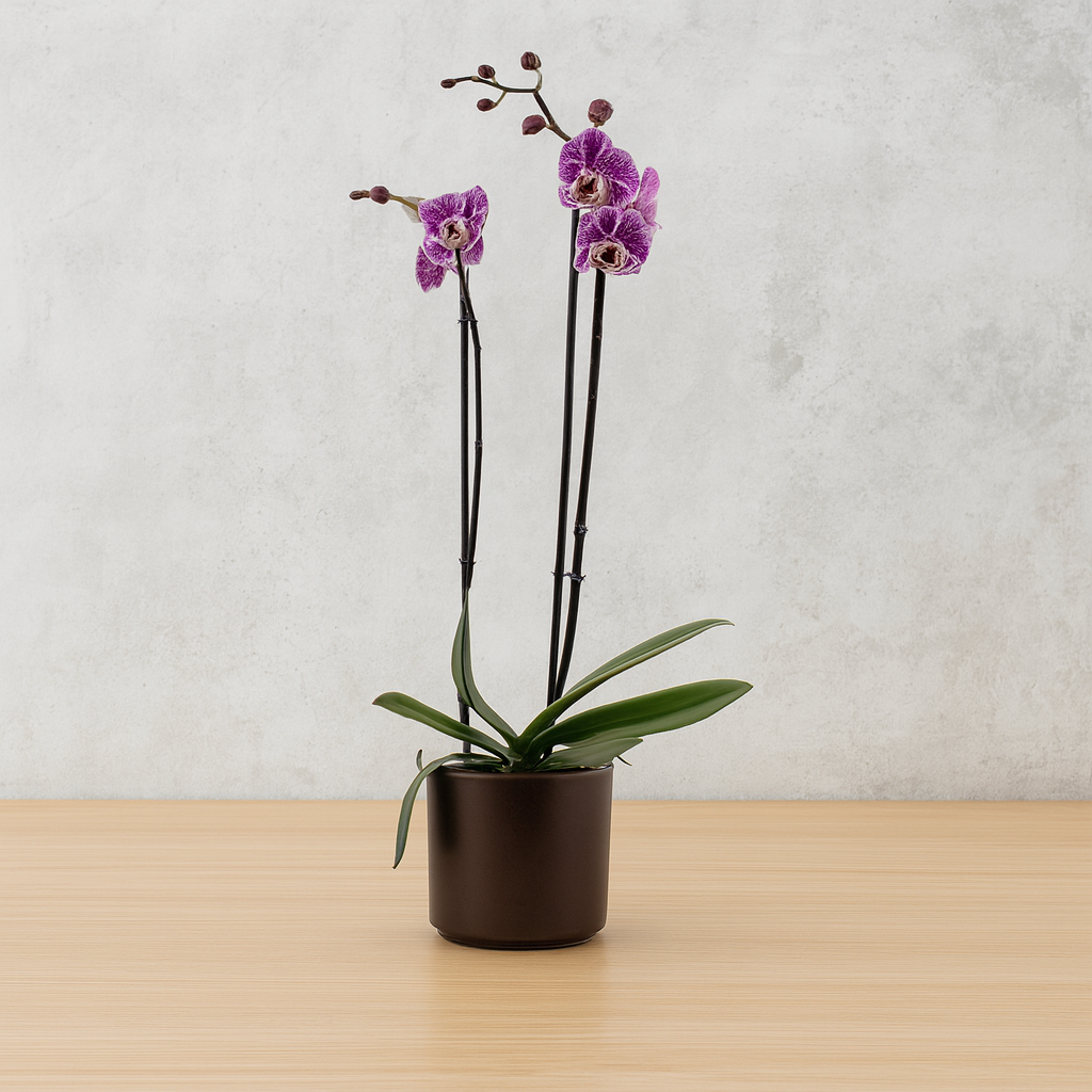 Phalaenopsis Impulsive Ø12