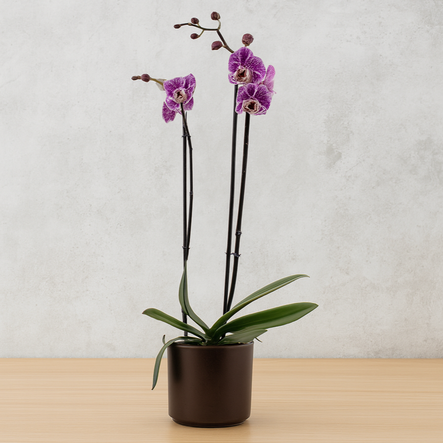 Phalaenopsis Impulsive Ø12