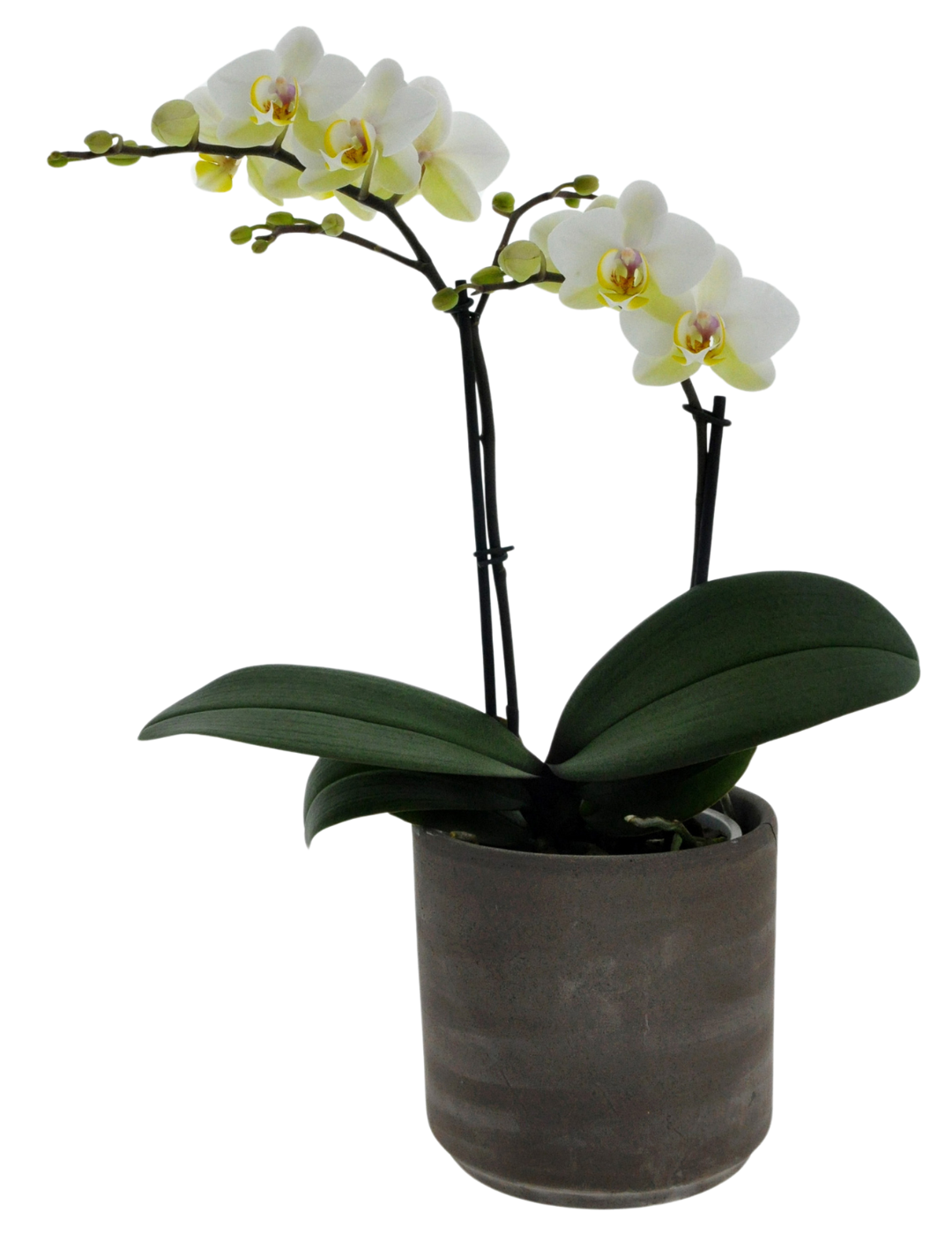 Phalaenopsis Busy Bee Ø12