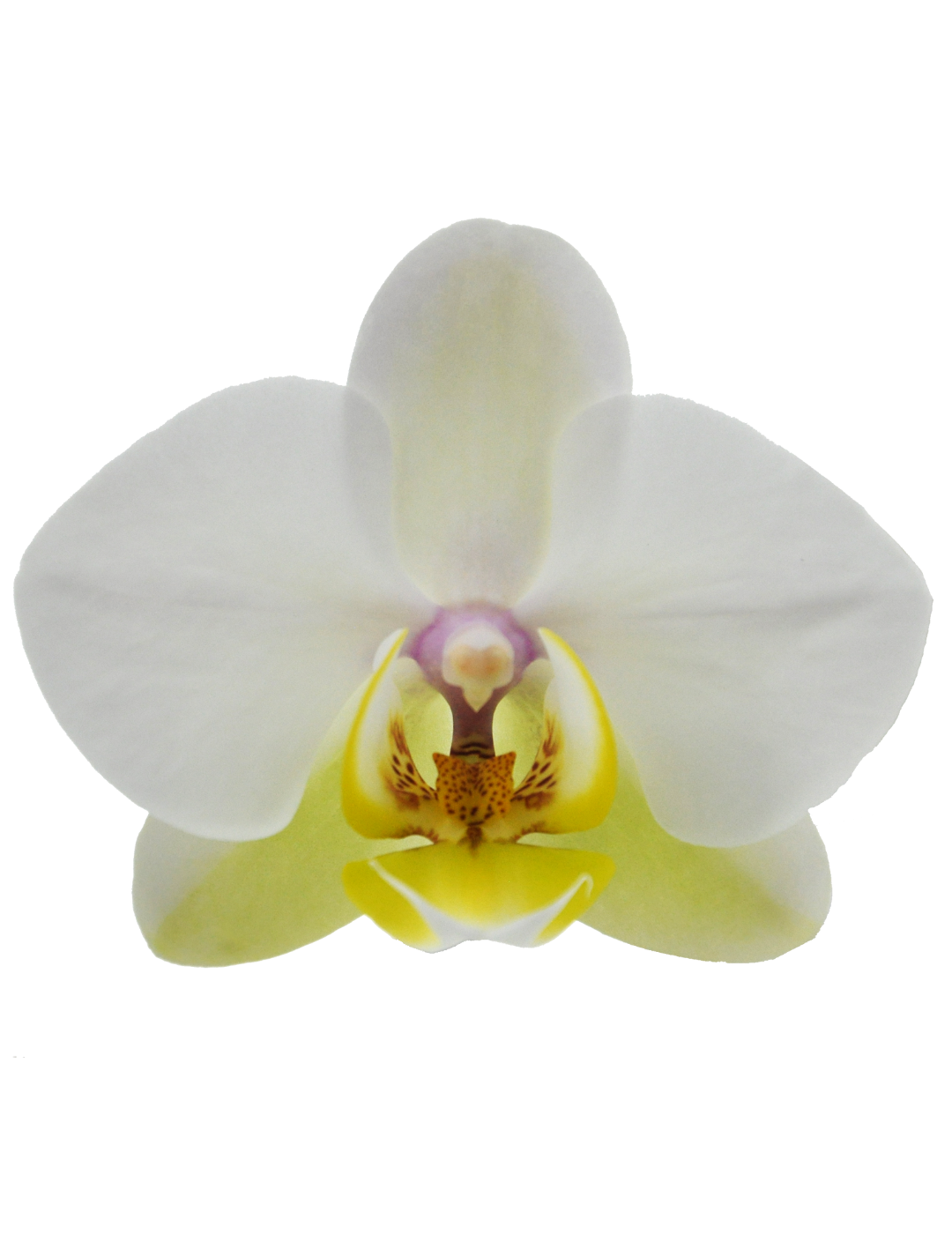 Phalaenopsis Busy Bee Ø12