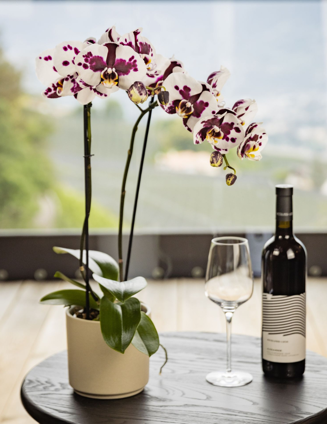 Phalaenopsis Letizia Ø12