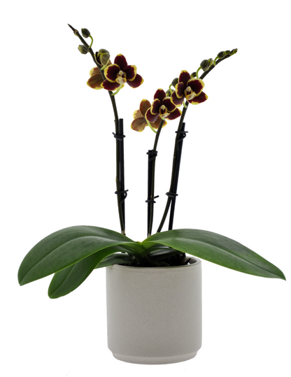 Phalaenopsis Papageno Ø9