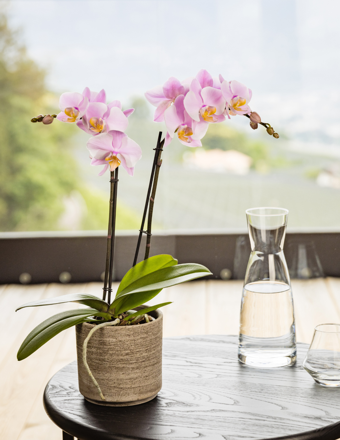 Phalaenopsis Salinas Ø12