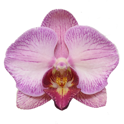 Phalaenopsis Gallery Play Ø12