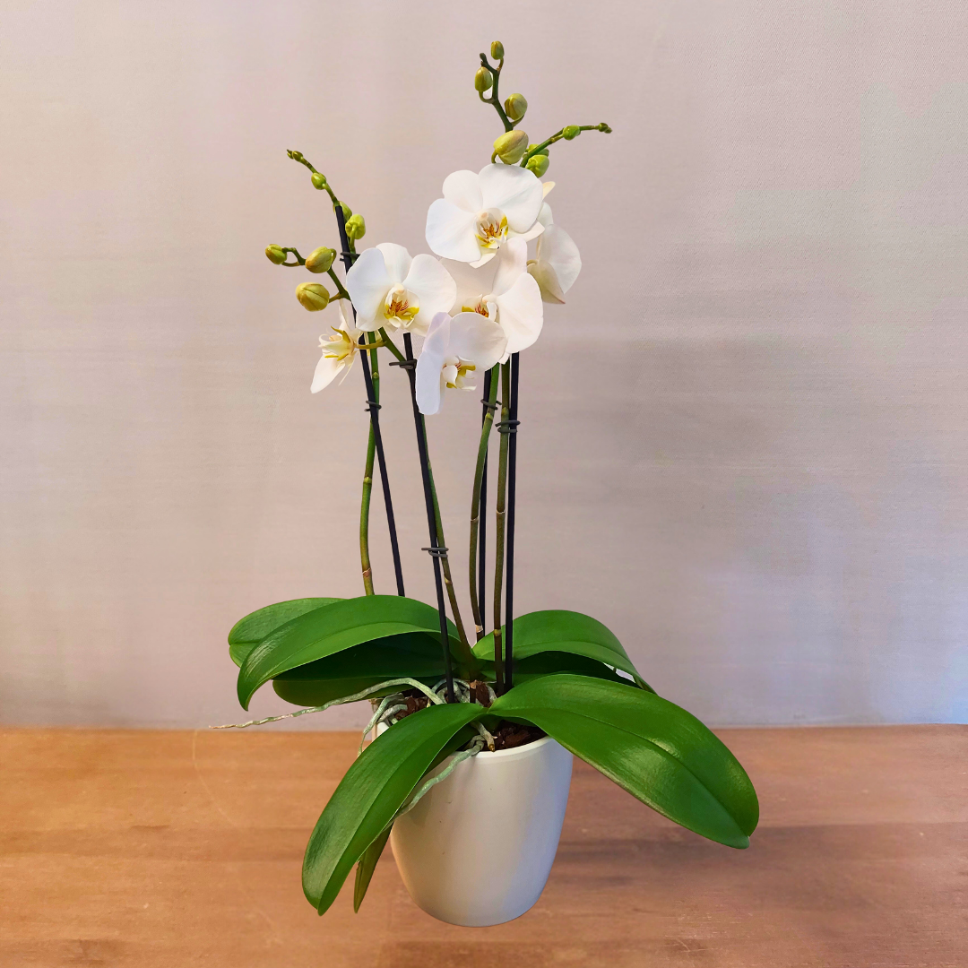 Phalaenopsis Camilla Ø12