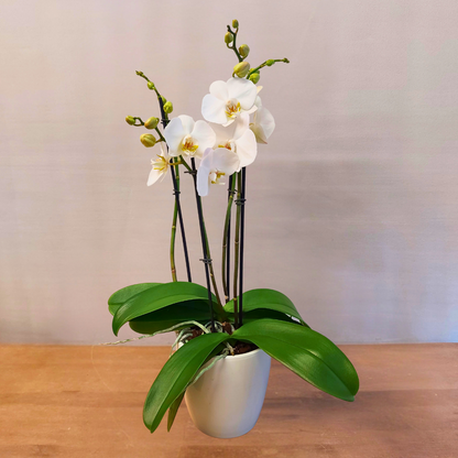 Phalaenopsis Camilla Ø12