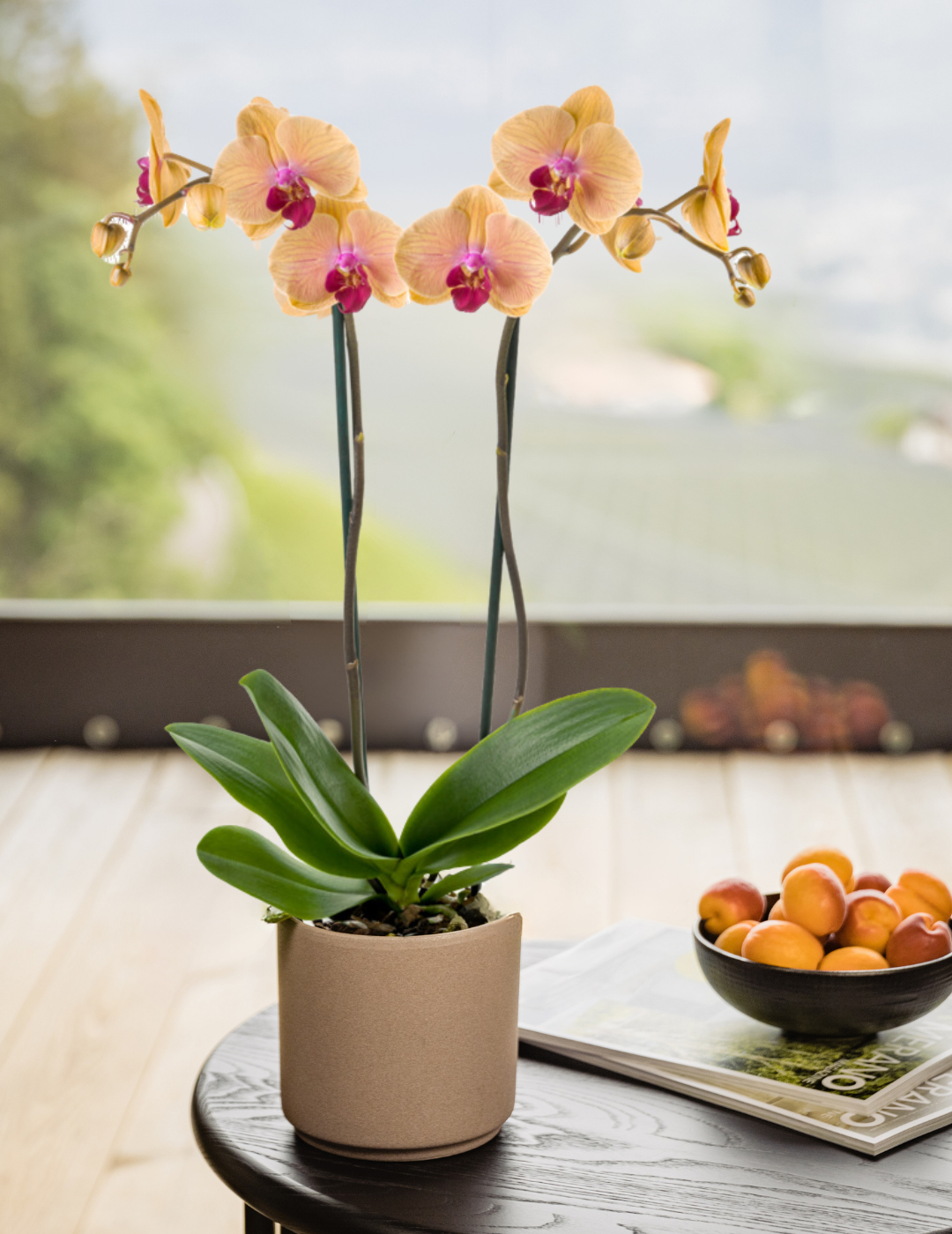 Phalaenopsis Caribbean Dream Ø12