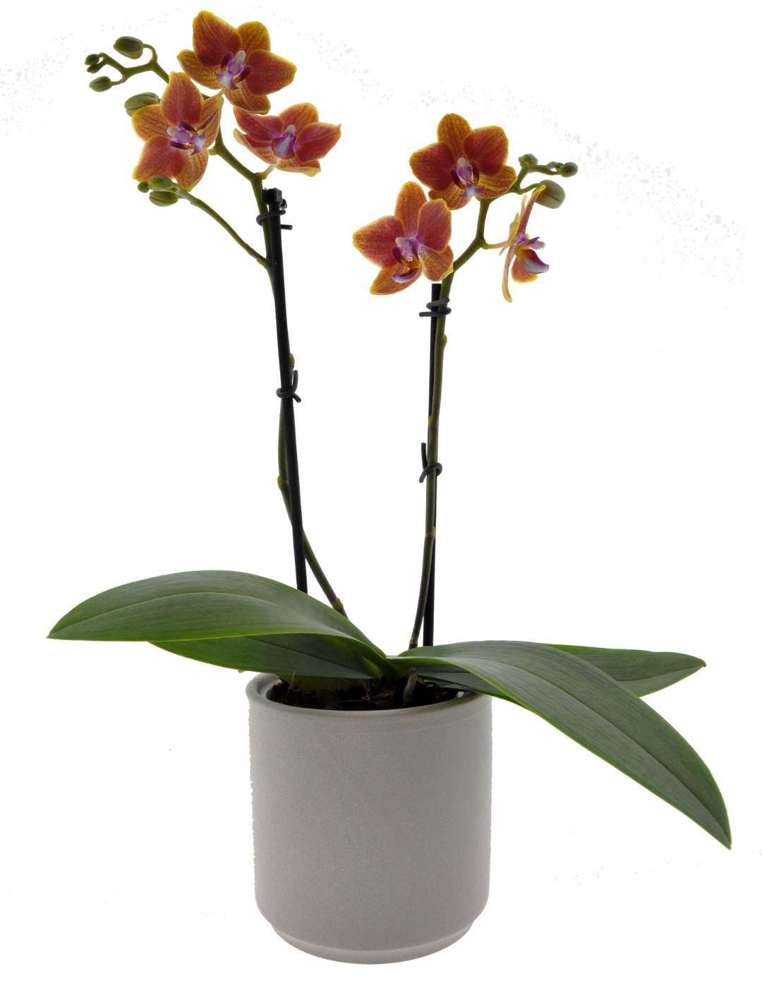 Phalaenopsis Allen Ø9